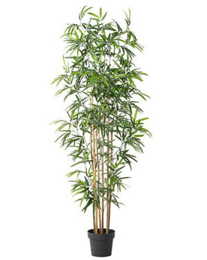 Bamboo Plant - 6ft